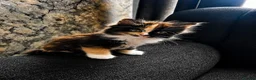 Mixed Breed cats for sale: KITTENS FOR SALE NEED GONE ASAP - Advert 4