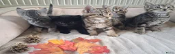 Mixed Breed cats for sale: Friendly kittens - Advert 3