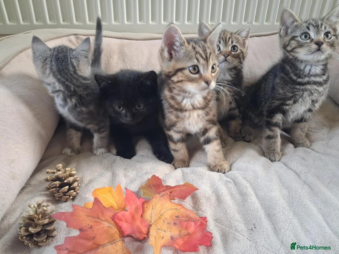 Mixed Breed cats for sale: Friendly kittens - Advert 3