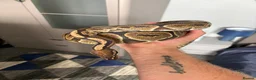 Python Snake reptiles for sale: Royal python and full setup  - Advert 7