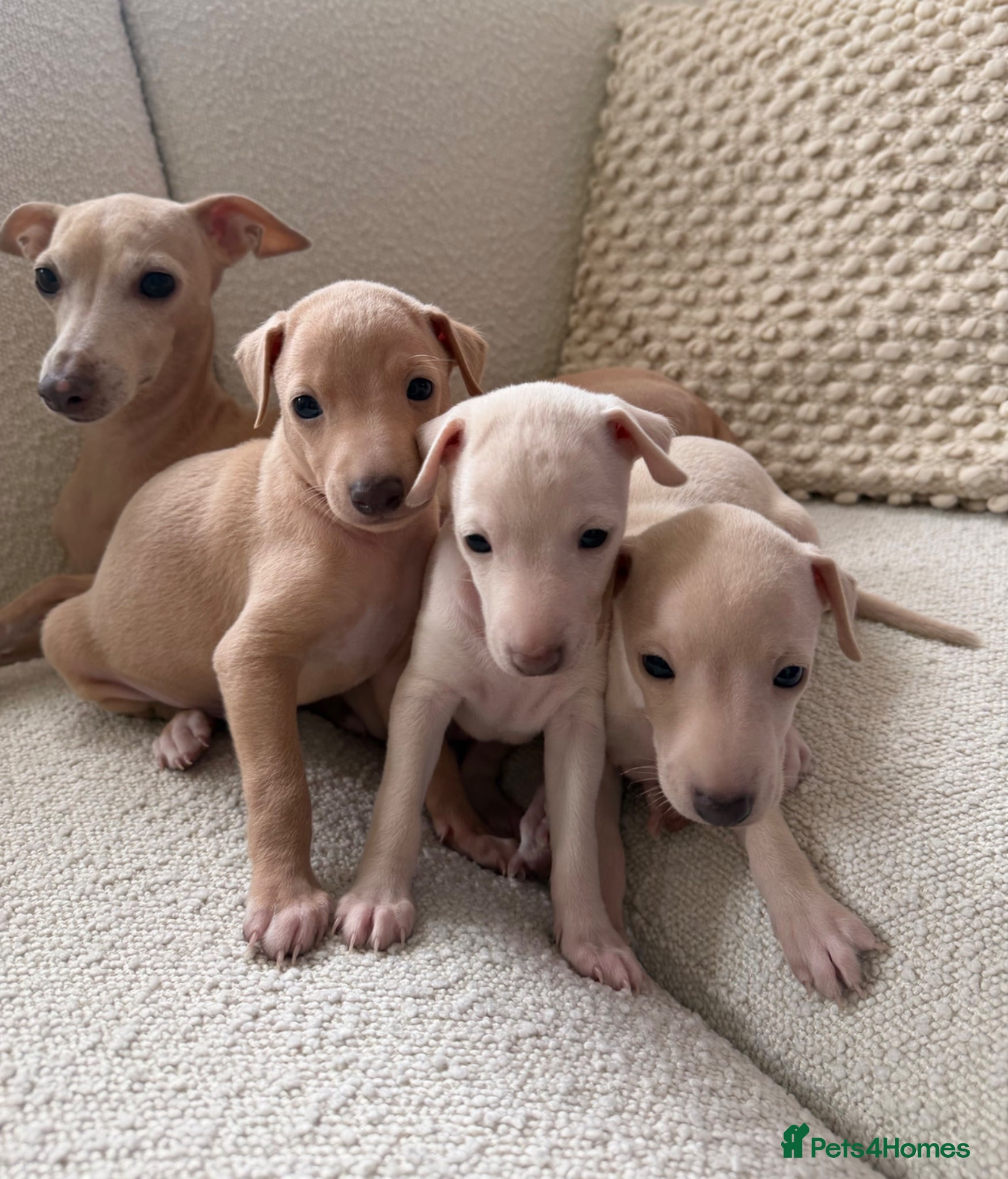 Italian Greyhound dogs Italian Greyhound puppies  - Advert 10