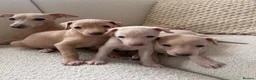 Italian Greyhound dogs for sale: Italian Greyhound puppies  in London - Advert 1