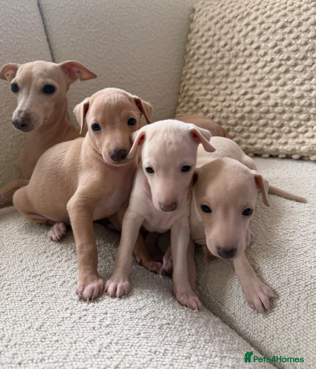 Italian Greyhound dogs for sale: Italian Greyhound puppies  in London - Advert 1
