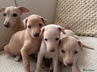 Italian Greyhound dogs Central London❤️Creamy Italian Greyhound puppies - Advert 1