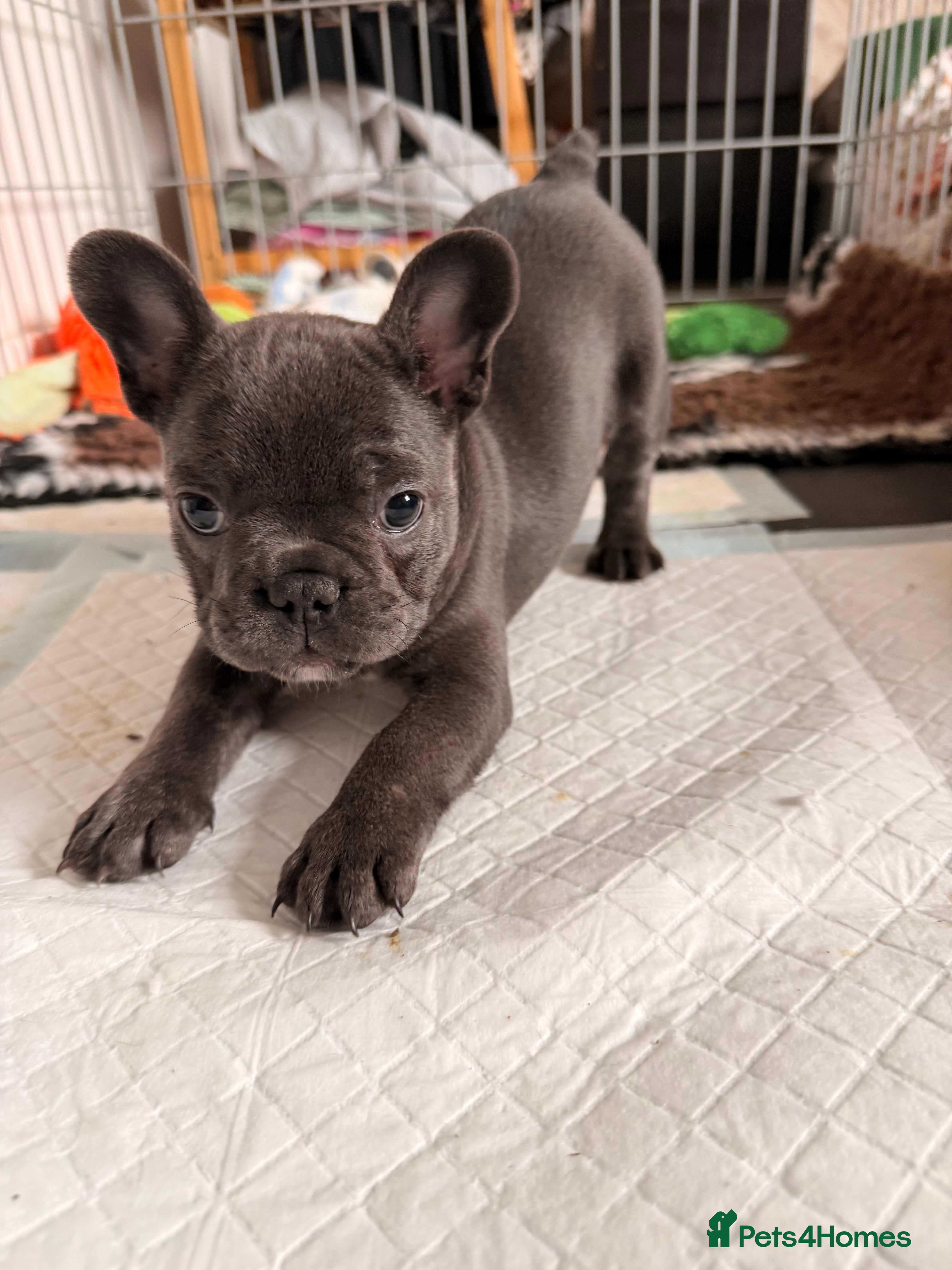 French Bulldog dogs Dwkc female frenchie looking for her forever home  - Advert 2