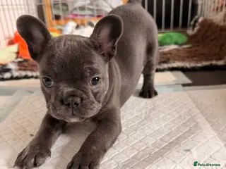 French Bulldog dogs Dwkc female frenchie looking for her forever home - Advert 2