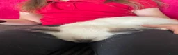 Ragdoll cats for sale: Pedigree Ragdoll Kittens  - Advert 6