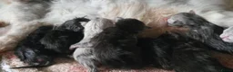Maine Coon cats for sale: 🌟 STUNNING MAINECOON KITTENS SHOWQUALITY 🌟 - Advert 7