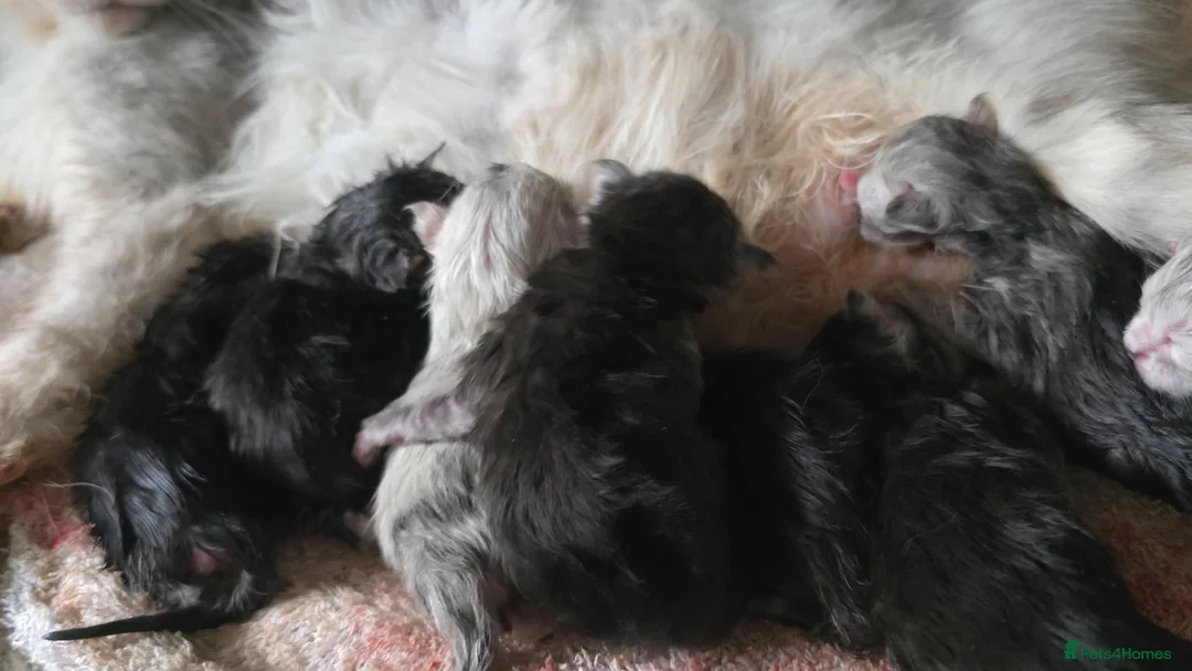 Maine Coon cats for sale: 🌟 STUNNING MAINECOON KITTENS SHOWQUALITY 🌟 - Advert 7