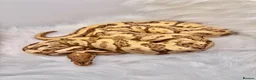 Python Snake reptiles for sale: 1 friendly Ball Royal Python sale - Advert 1