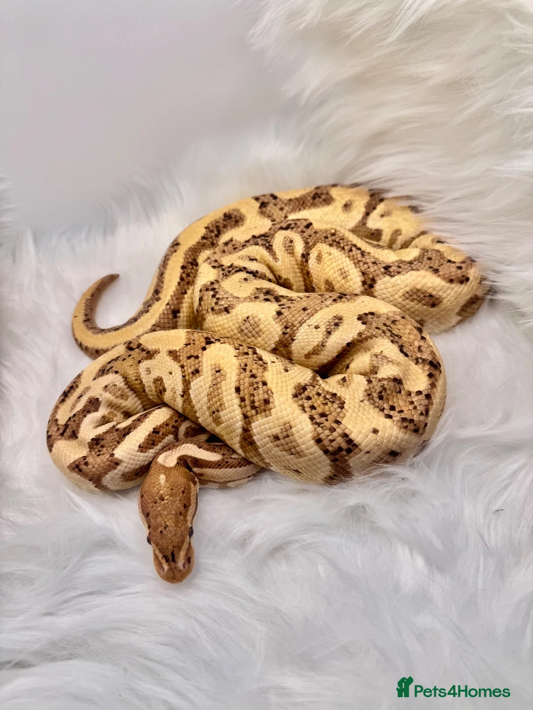 Python Snake reptiles for sale: 1 friendly Ball Royal Python sale - Advert 1
