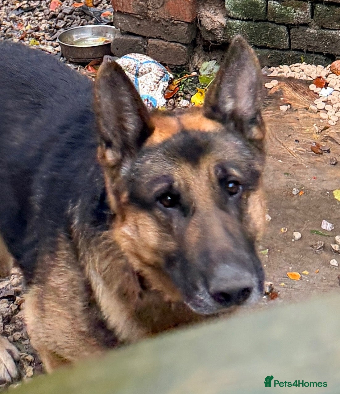 German Shepherd dogs for sale: 2 German shepherd dogs  - Advert 1