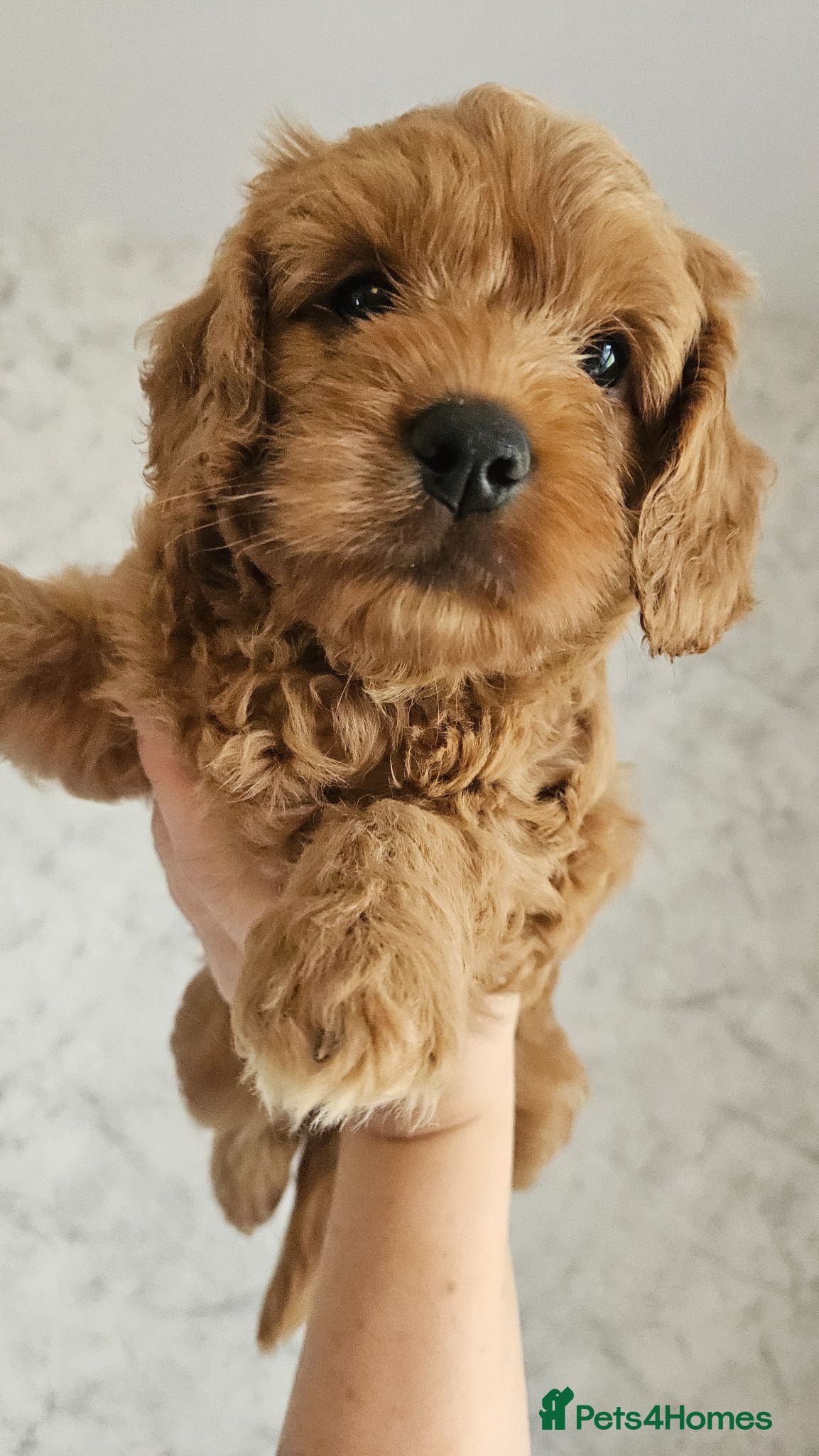 Mini Goldendoodle dogs Toy Goldendoodles 🐾 READY TO LEAVE IN A WEEK ✨️ - Advert 2