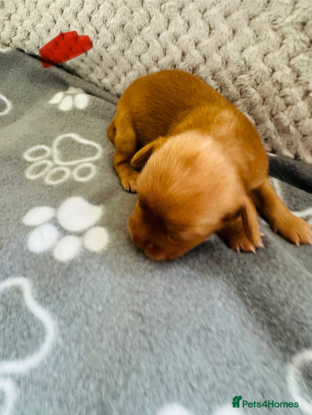 Cocker Spaniel dogs for sale: Red Cocker Spaniel Puppies - Image 24