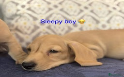Miniature Dachshund dogs for sale: 🐶 Miniature Smooth Haired Dachshunds. KC REG. 🐶  - Image 33