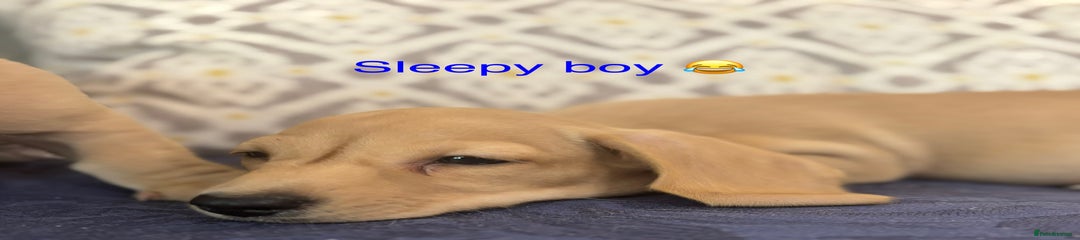 Cream boy 