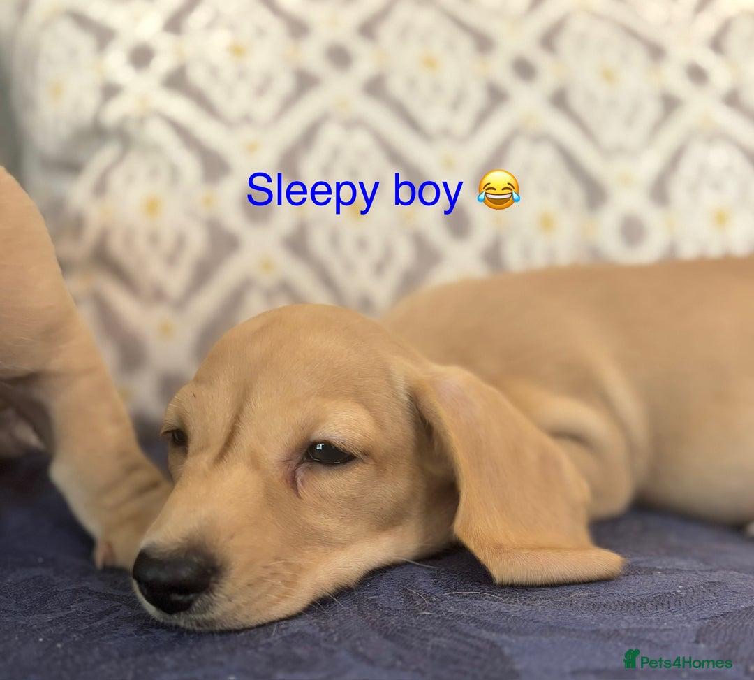 Miniature Dachshund dogs for sale: 🐶 Miniature Smooth Haired Dachshunds. KC REG. 🐶  - Image 33