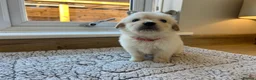 Golden Retriever dogs for sale: Gorgeous golden retriever pups - Advert 11
