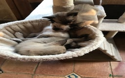 Tonkinese cats for sale: Exquisite Tonkdolls - Image 8