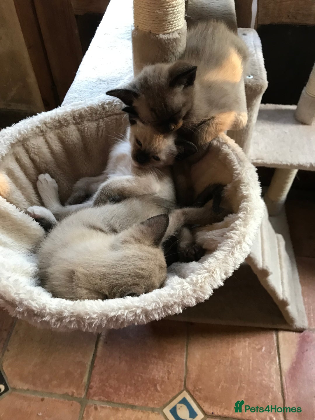 Tonkinese cats for sale: Exquisite Tonkdolls - Image 8