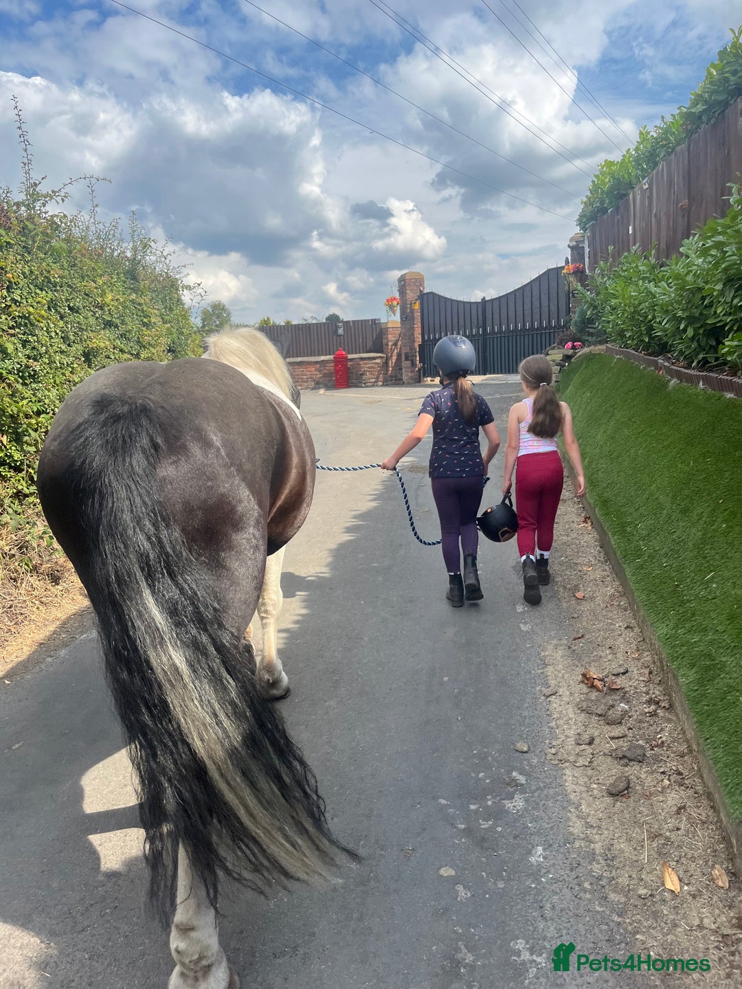 Irish Cob horses for sale: For Sale: Monty - Advert 2