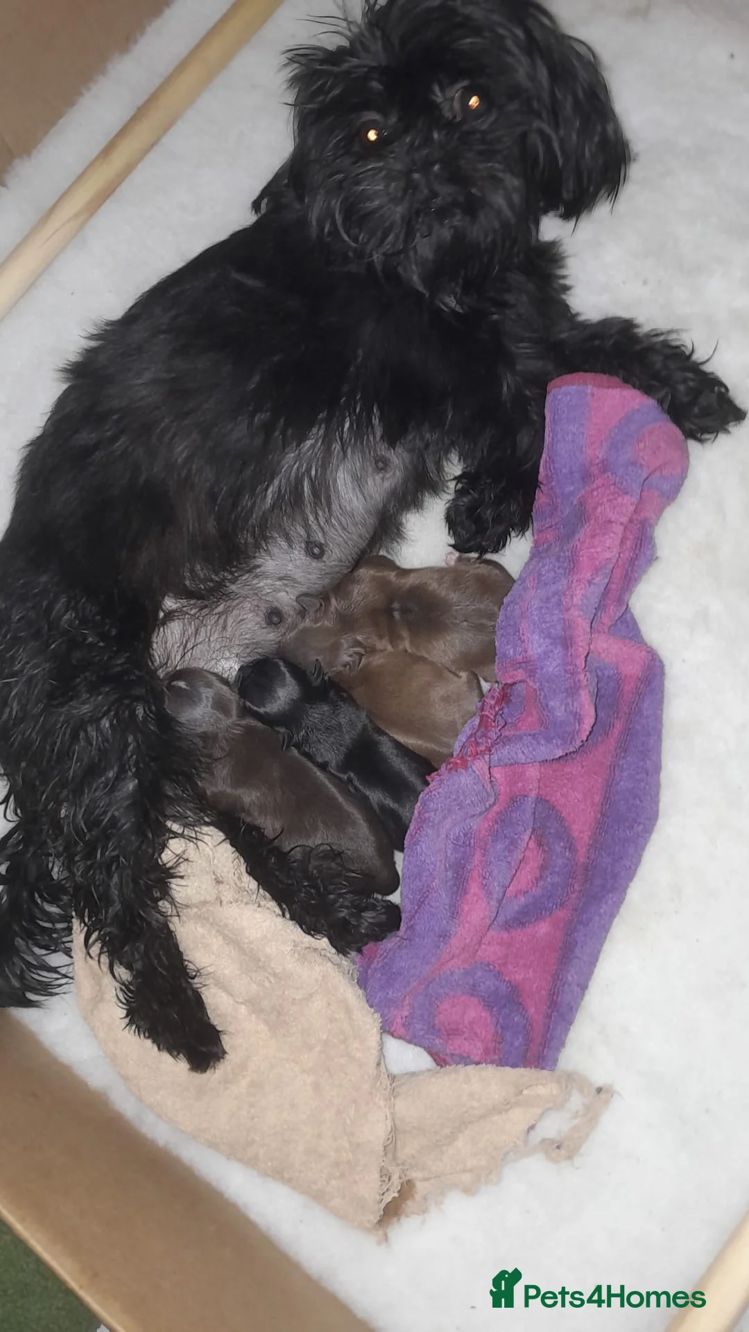 Shih Tzu dogs for sale: ⭐️ 5 STAR IMPERIAL SHIH TZU PUPPIES ⭐️ - Advert 2