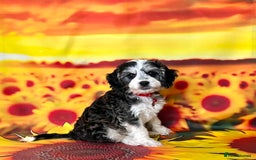 Cockapoo dogs for sale: ⭐️Rare Silver Phantom DNA CLEAR Mini F1 Cockapoos - Image 5