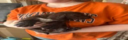 Sprocker dogs for sale: Beautiful sprocker spaniel puppies in Cheltenham - Advert 3