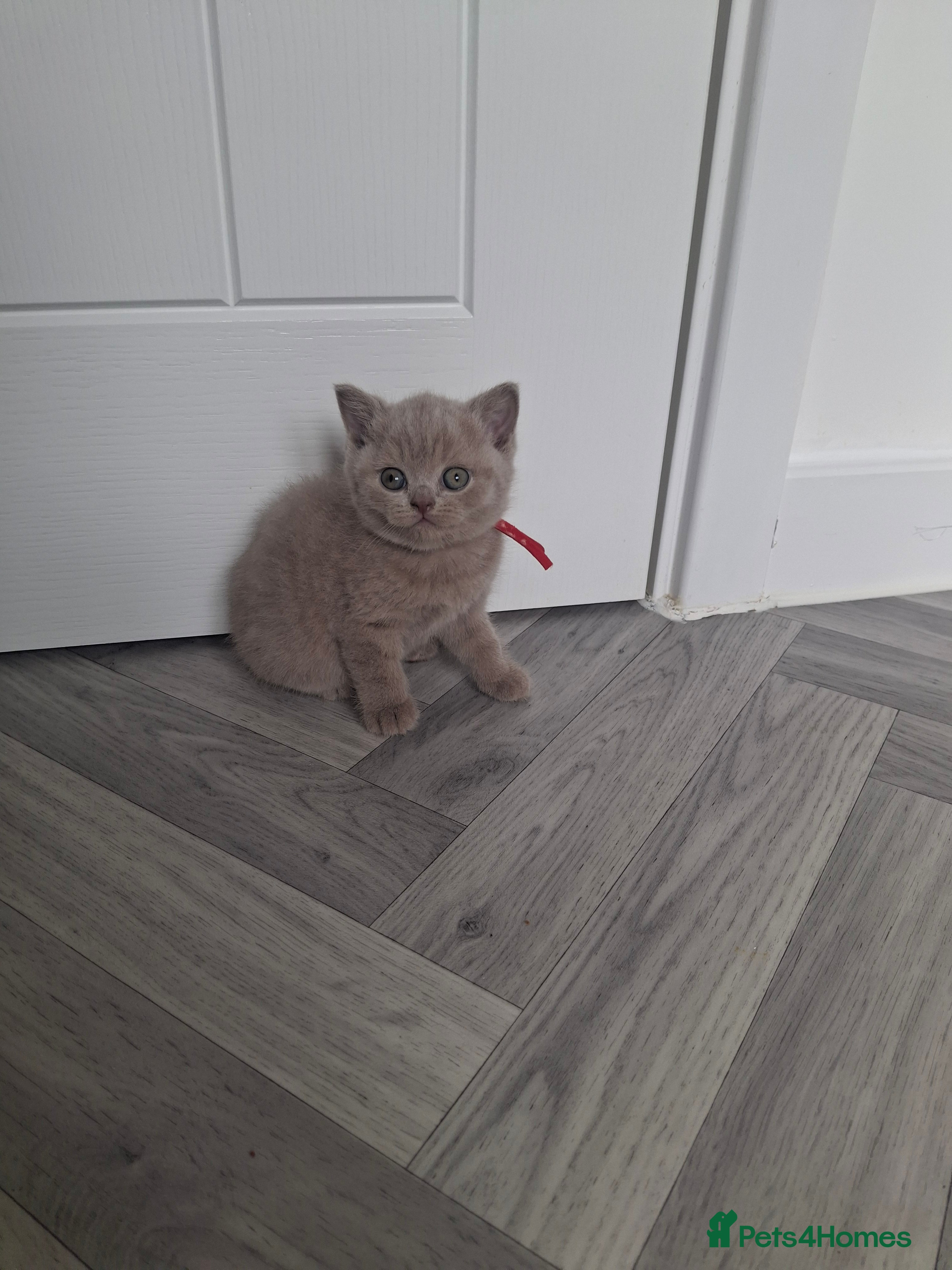 British Shorthair cats Gorgeous BSH lilac available - Advert 2
