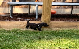 Cocker Spaniel dogs for sale: Adorable cocker spaniel puppies  - Image 13