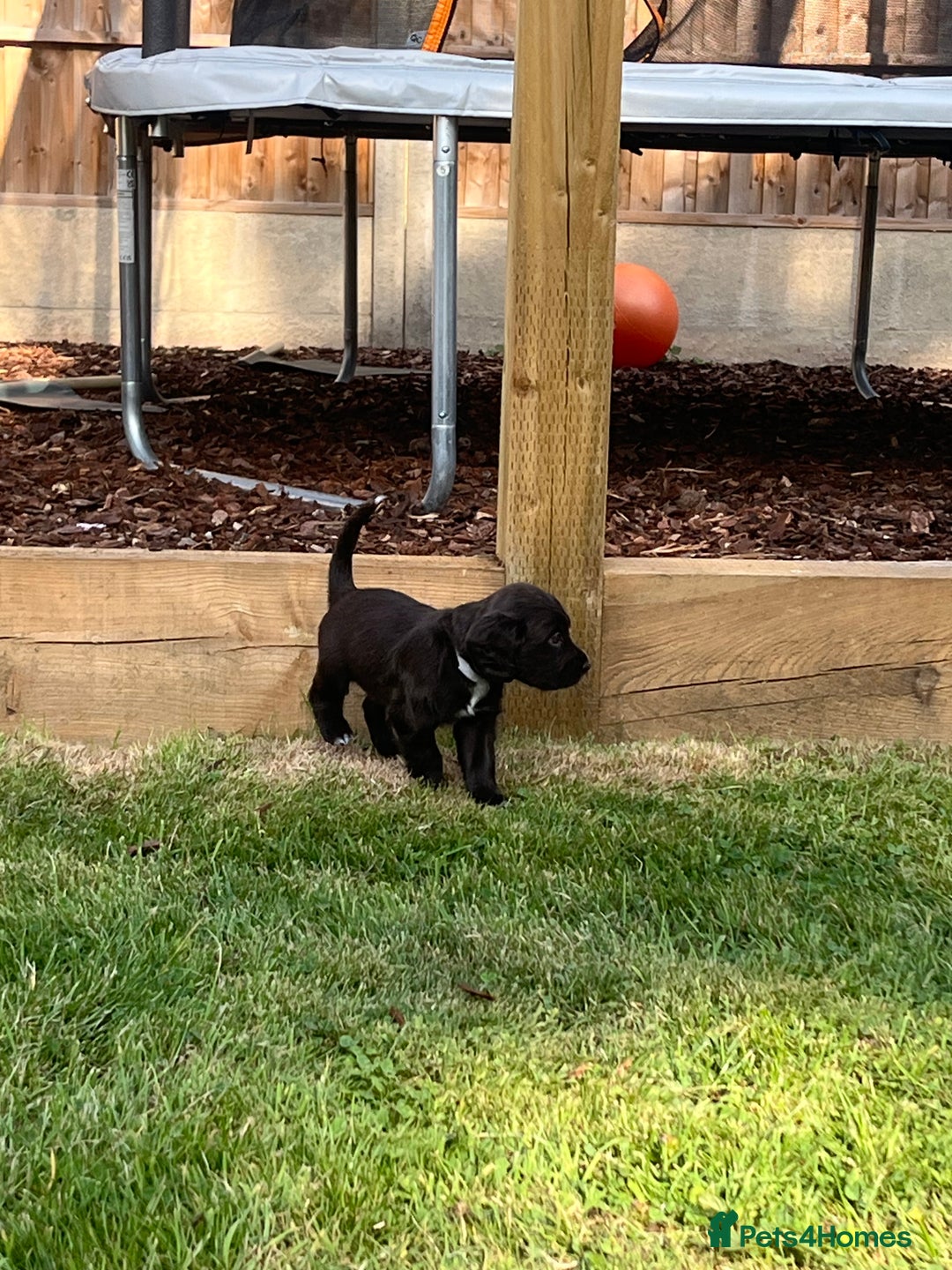 Cocker Spaniel dogs for sale: Adorable cocker spaniel puppies  - Image 13