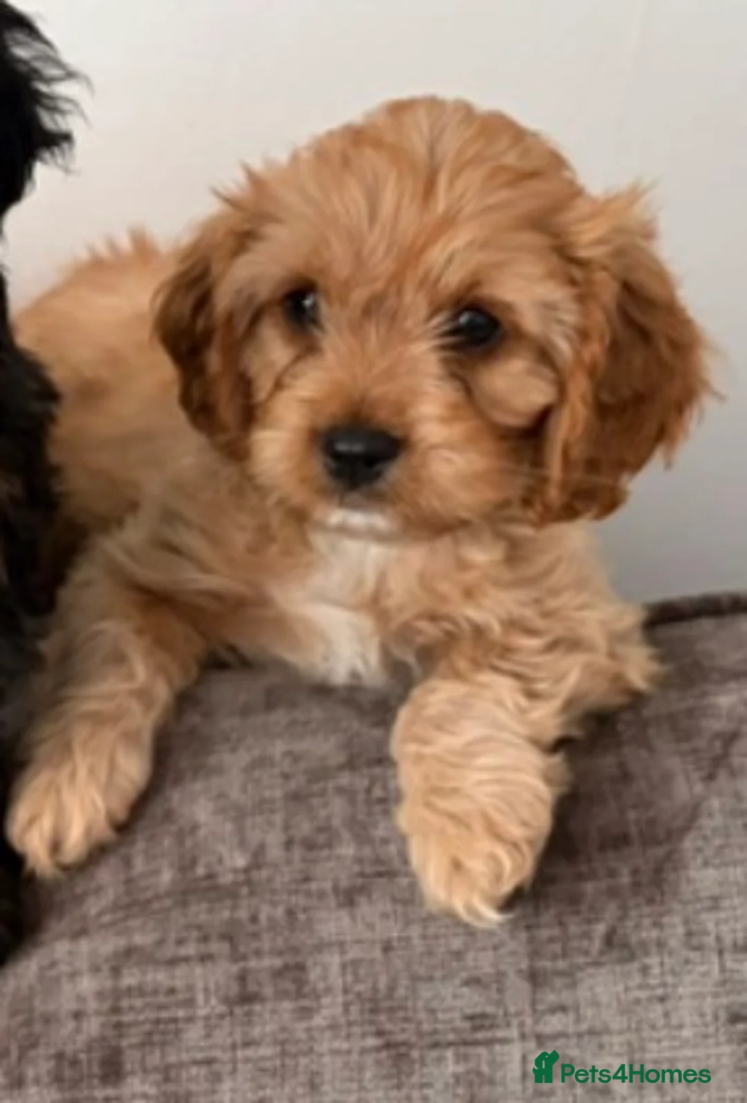 Cavapoo dogs for sale: EXQUISITE & VERY UNUSUAL CAVAPOO PUPPIES  - Advert 17