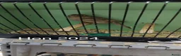 Canaries birds for sale: Canaries and Budgies for sale  - Advert 5