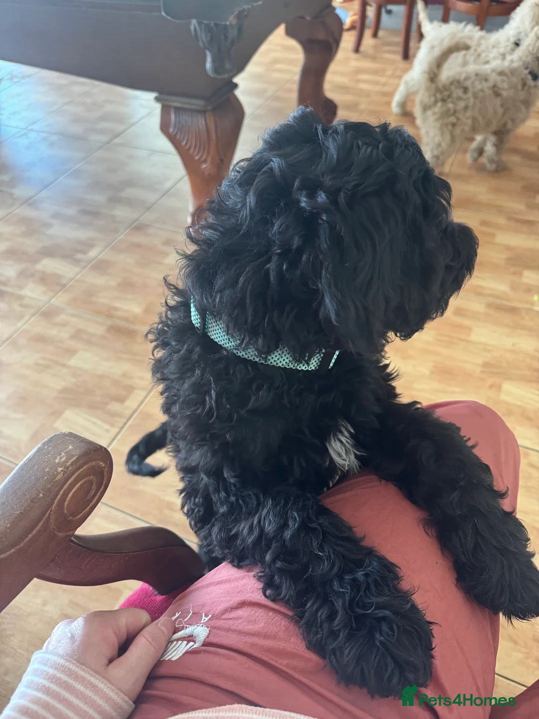 Goldendoodle dogs for sale: Golden doodle F1B stunning puppies  - Advert 29