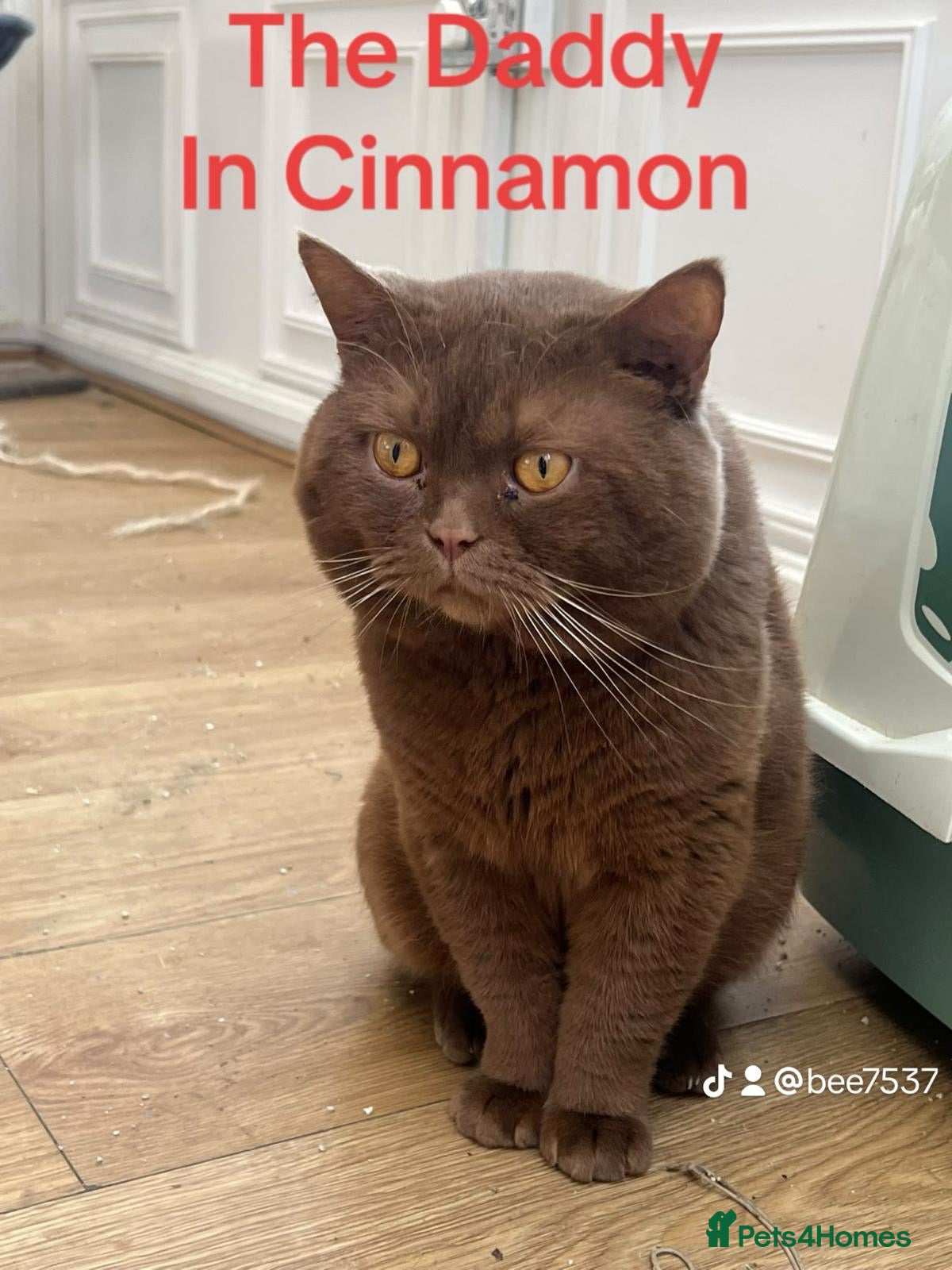 British Shorthair cats BEAUTIFUL BLACK BRITISH SHORTHAIR KITTENS FOR SALE - Advert 10