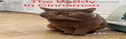 British Shorthair cats for sale: GORGEOUS CHOCOLATE BROWN BRITISH SHORTHAIR  - Advert 6