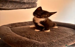 Mixed Breed cats for sale: Beautiful and super playful kittens  - Image 22