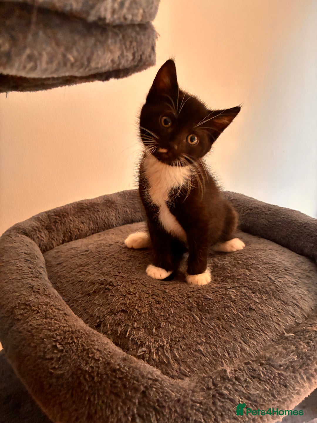 Mixed Breed cats for sale: Beautiful and super playful kittens  - Image 22