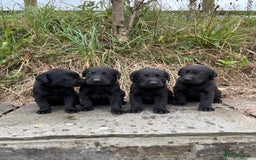 Labrador Retriever dogs for sale: 7 Beautiful Labradors  - Image 3