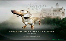 Miniature Dachshund dogs for sale: PRA Clear, KC Reg Miniature Dachshund Girl - Image 7
