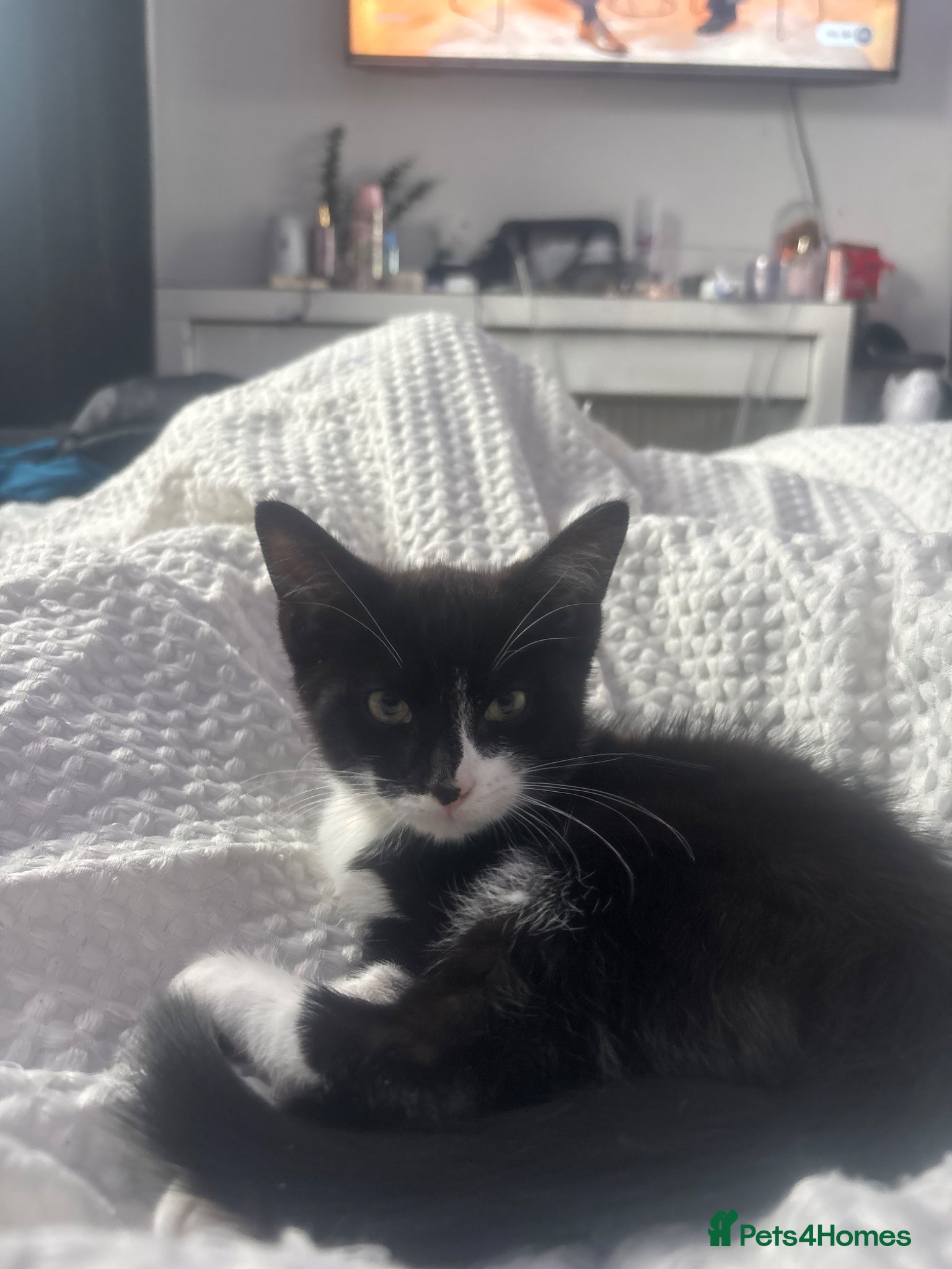 Mixed Breed cats Gorgeous male black and white fluffy kitten  - Advert 1