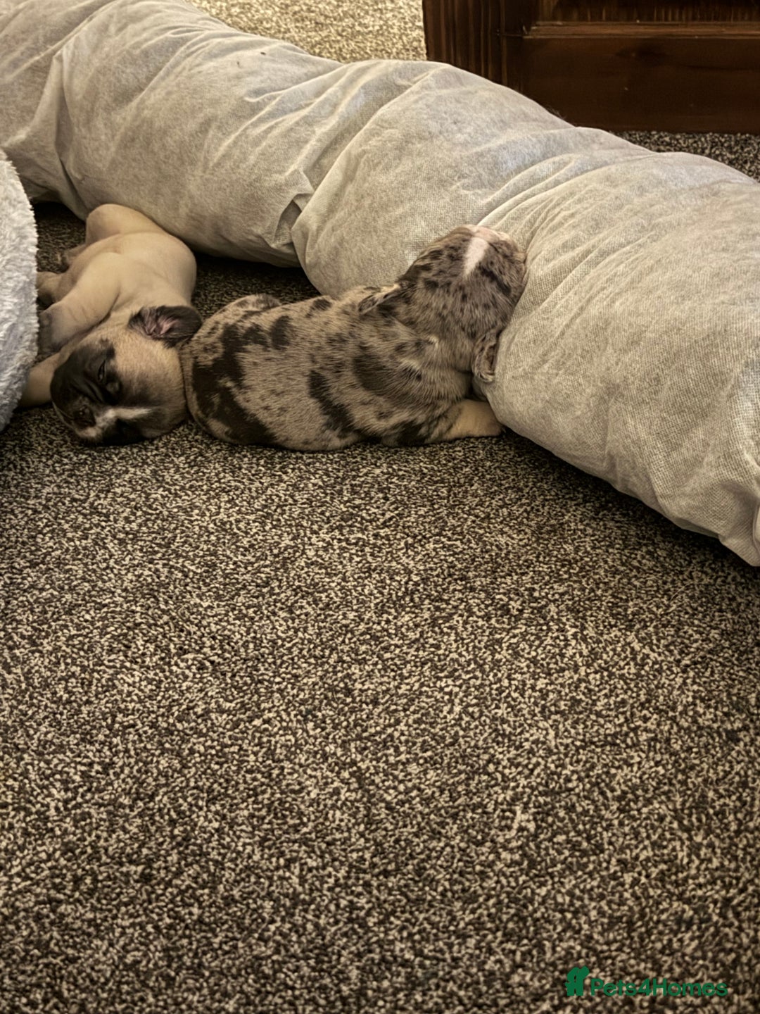 French Bulldog dogs for sale: DWKC Registered Puppies – Health Tested  - Advert 12