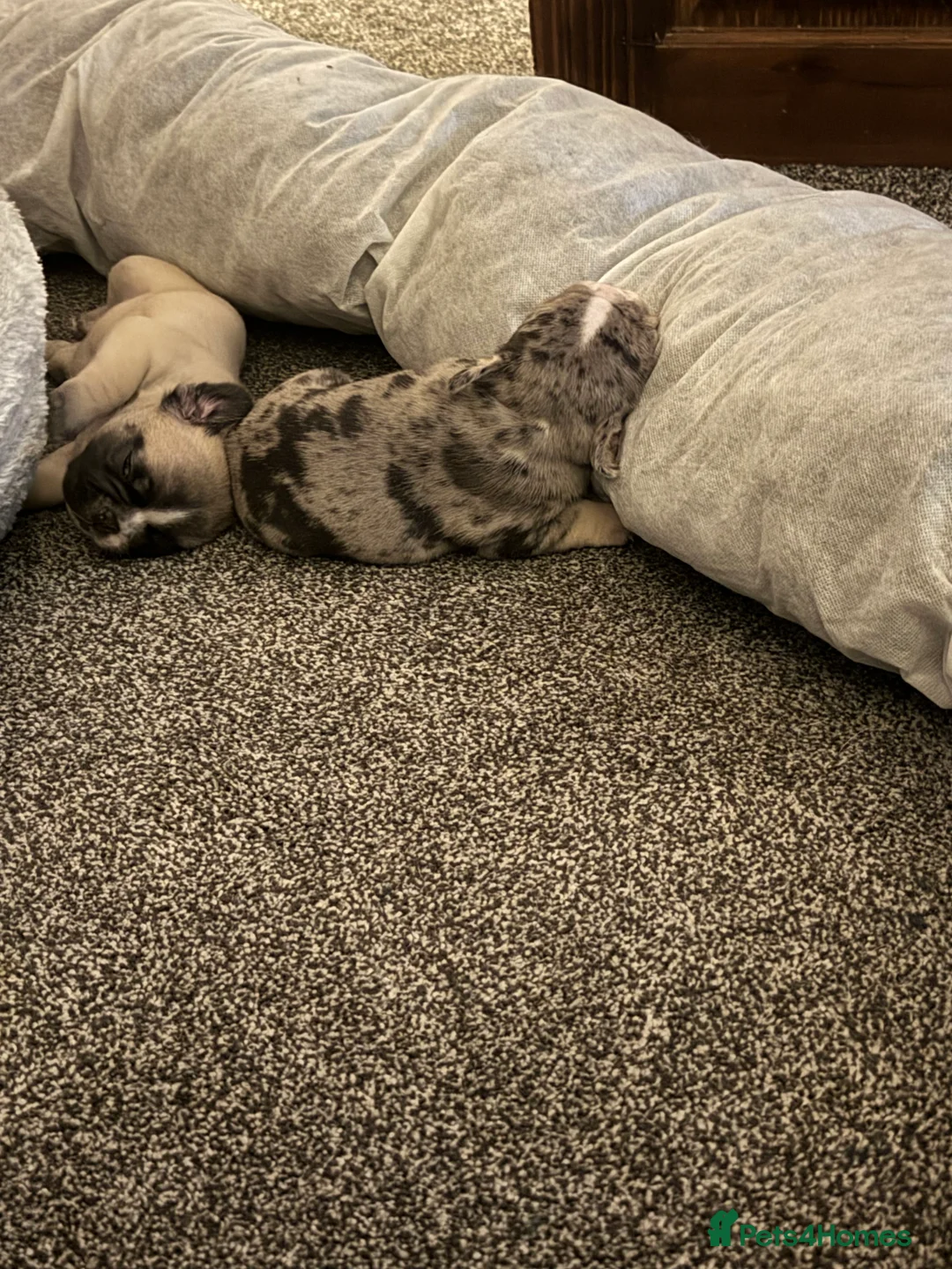 French Bulldog dogs for sale: DWKC Registered Puppies – Health Tested  - Advert 6