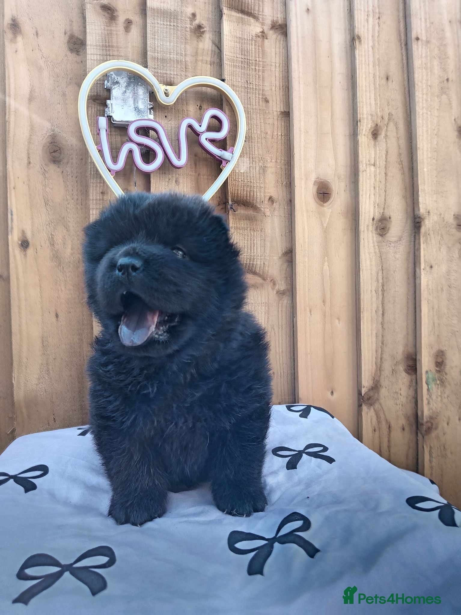 Chow Chow dogs 🐻❤️ ONLY 3 KC REGISTERED CHOW CHOWS LEFT! ❤️🐾  - Advert 8