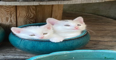Turkish Van cats - Advert 2