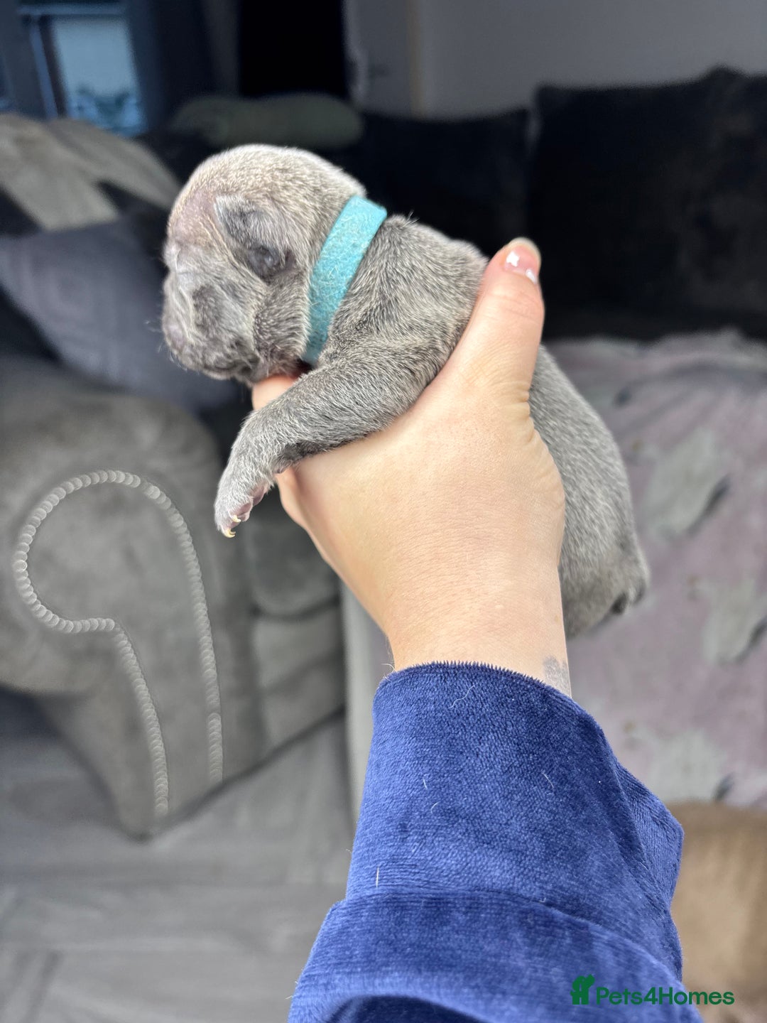 Mixed Breed dogs for sale: Dual pregnancy  - Advert 8