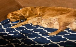 Golden Retriever dogs for sale: **True Gold** Pure Golden Retriever Puppies - Image 3
