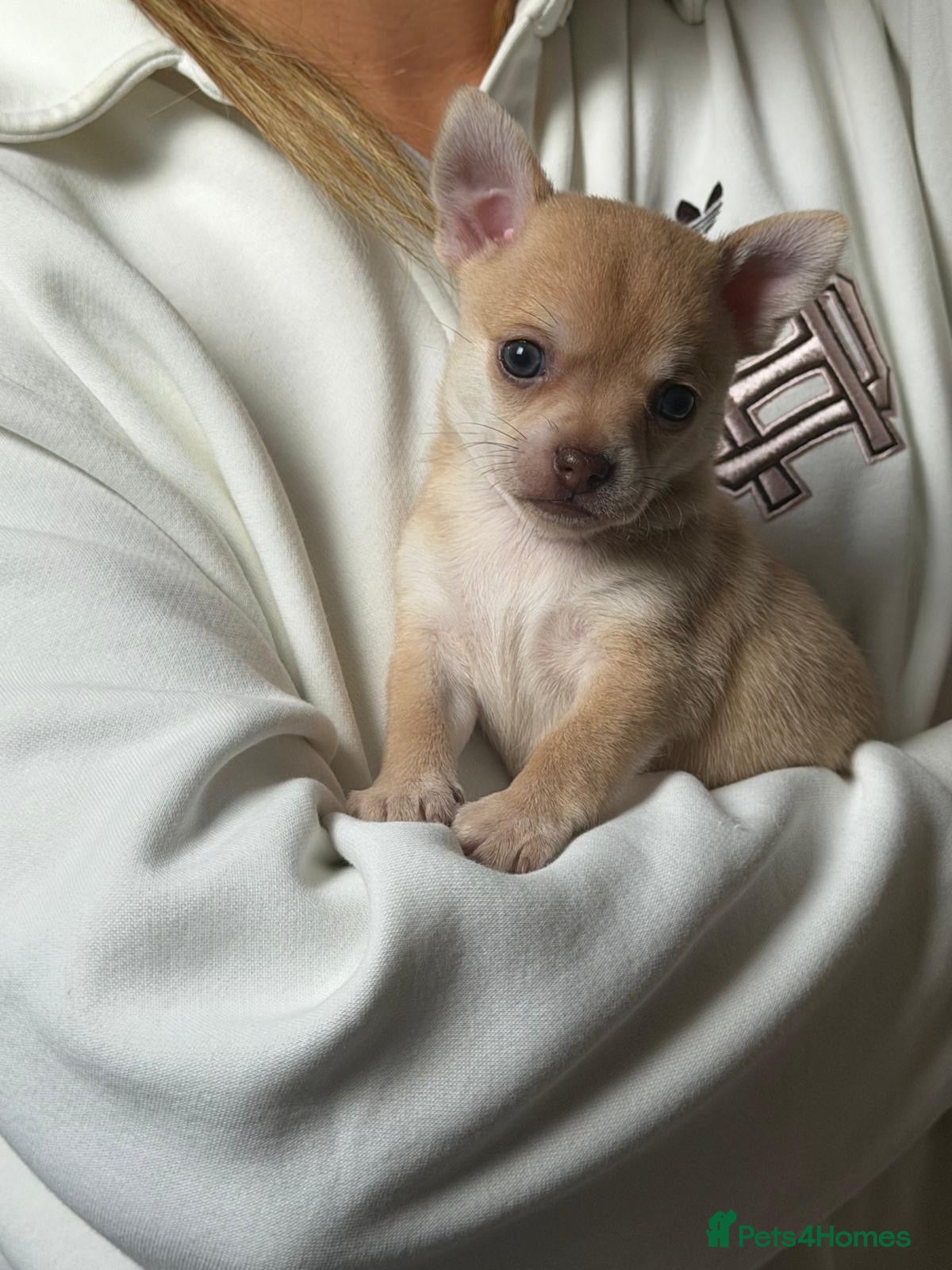 Chihuahua dogs Beautiful litter of chihuahua puppies  - Advert 3