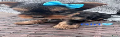 Yorkshire Terrier Puppy 3