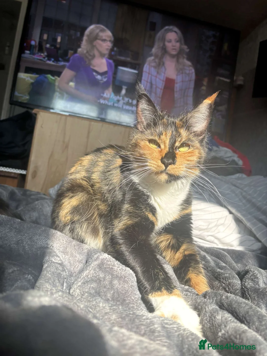 Maine Coon cats for sale: 2 year old Maine Coon Female looking for a home in Stevenage - Advert 2